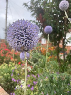 glenville-rd-bee-on-flowerjpg